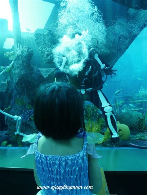 RWS S.E.A. Aquarium VIP Guided Tour - A Juggling Mom