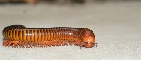 Millipede - A-Z Animals