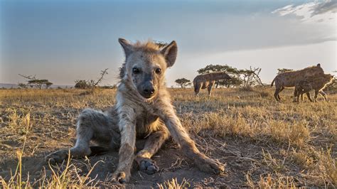 Are Hyena Dogs