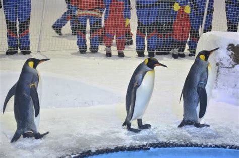 Snow Penguins at Ski Dubai | | UPDATED September 2020 Top Tips Before You Go (with Photos ...