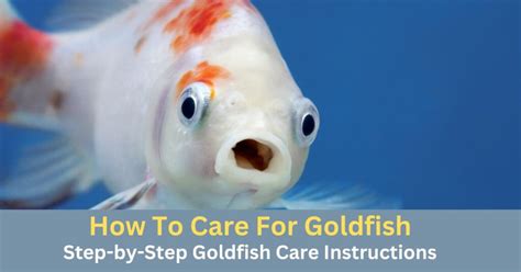 How To Care For Goldfish: Step-by-Step Goldfish Care Instructions - Pets and Homestead