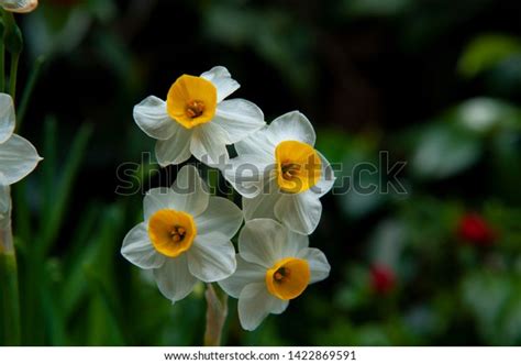 1,745 Narcissus Tazetta Stock Photos, Images & Photography | Shutterstock