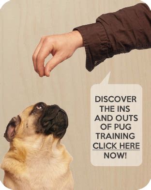 pugtrainingtips.com | Pug training, Pugs funny, Pugs and kisses