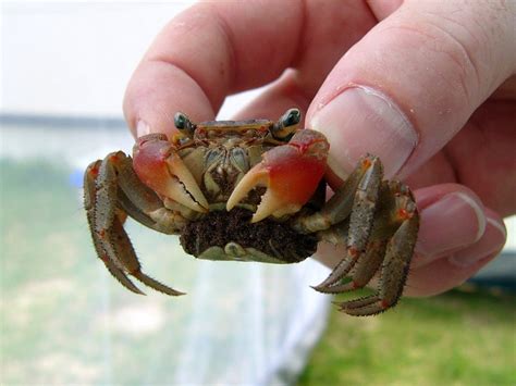 Red Claw Crab Facts, Habitat, Diet, Life Cycle, Baby, Pictures