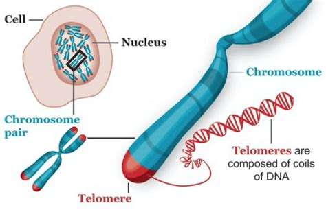 Telomeres Keep Us Younger, Healthier, Longer - Complete Wellness Report