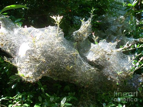 Spider Nebula Photograph by Beebe Barksdale-Bruner - Fine Art America