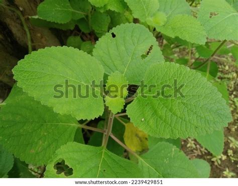 Coleus Aromaticus Plectranthus Amboinicus Aromatic Perennial Stock Photo 2239429851 | Shutterstock