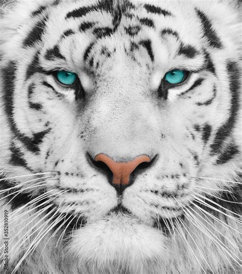 Albino tiger with beautiful turquoise eyes Stock Photo | Adobe Stock