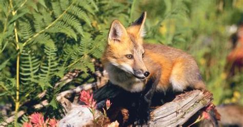 The Sierra Nevada Red Fox Has Been Listed as Endangered