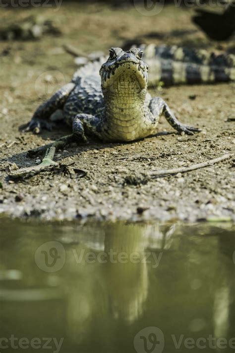 Broad snouted caiman,Caiman latirostris baby, Pantanal, Mato Grosso ...