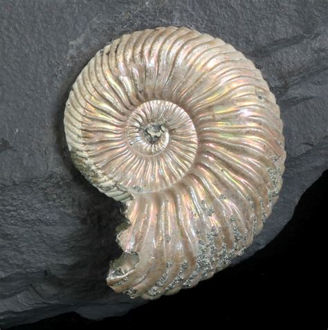 Iridescent Ammonite Fossils Mounted In Shale - 6x3.8" For Sale (#34583 ...