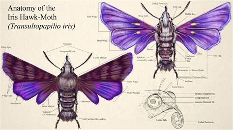 ArtStation - Iris Hawk-Moth (Creature Concept)