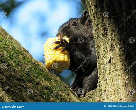 Squirrel stock photo. Image of corn, eating, tree, animal - 101105040