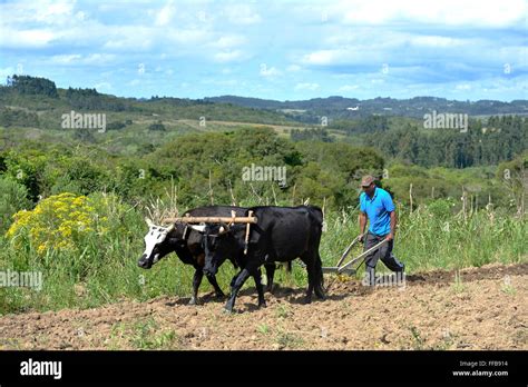 Farmer plowing field with wooden plough, yoke of oxen, Afro-Brazilian settlement Quilombo ...