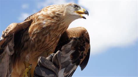 Golden Eagle Fact Sheet | Blog | Nature | PBS