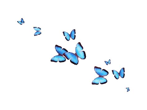 Transparent Butterfly Wallpapers - Top Free Transparent Butterfly Backgrounds - WallpaperAccess