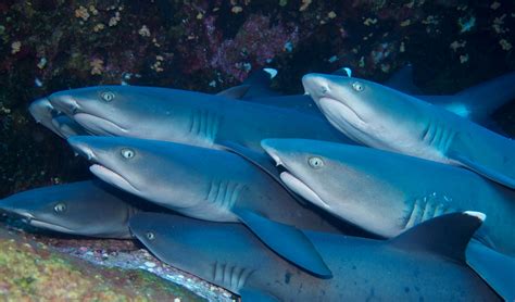 Caribbean Reef Shark Habitat