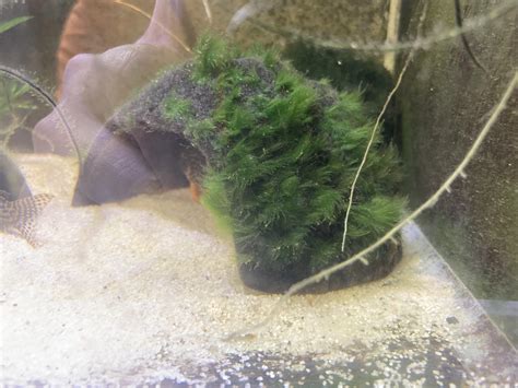 Is this algae a cousin of marimo or it’s marimo attaching to my cory coconut den? : r/PlantedTank