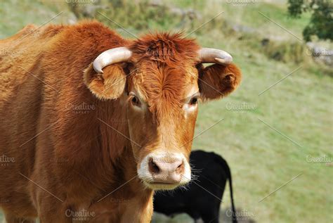 Farm. Cow ~ Animal Photos ~ Creative Market