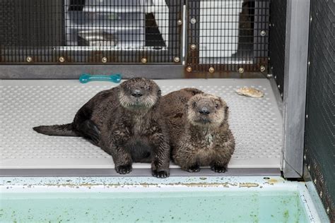 Shedd Aquarium Takes In Pair of Orphaned Sea Otter Pups | Chicago News ...