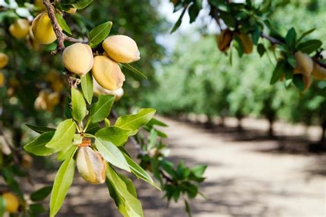 Why Won't My Almond Tree Fruit - Reasons For No Nuts On An Almond Tree