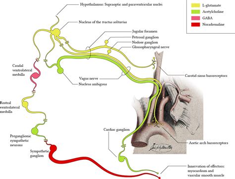 Function of baroreceptors and clinical relevance of the baroreflex ...