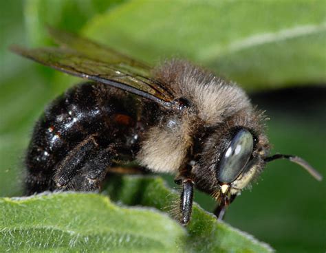 Types of Carpenter Bees [Boring Bee Solutions * Made in the USA ...