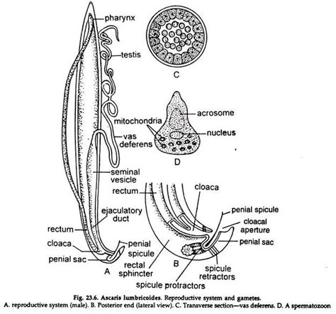 Ascaris Labeled Diagram Sketch Coloring Page