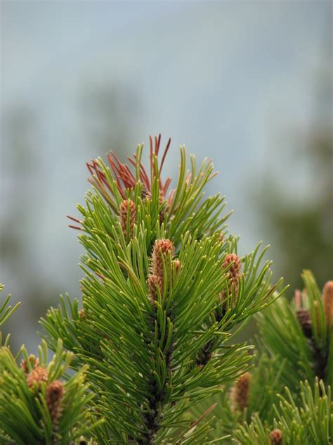 Free Images : tree, branch, flower, evergreen, botany, fir, close, twig, conifer, spruce, shrub ...