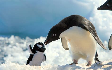 Baby Penguin Desktop Wallpaper - WallpaperSafari