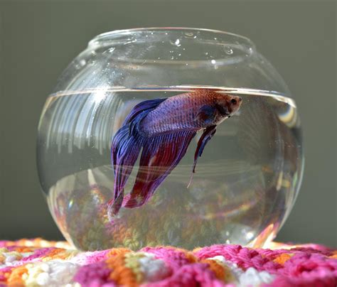 Female Betta Fish