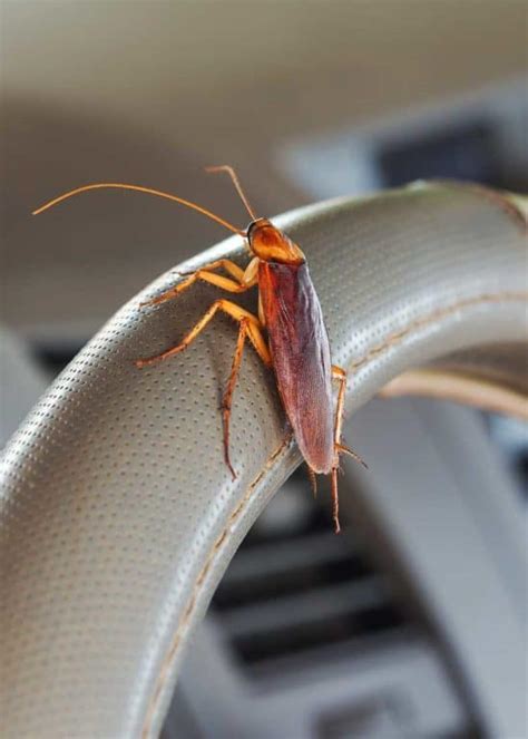 Roaches in Your Car? 7 Ways to Get Rid of Them (Prevent, Identify ...