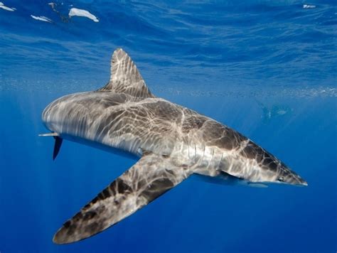 Silky Shark – "OCEAN TREASURES" Memorial Library