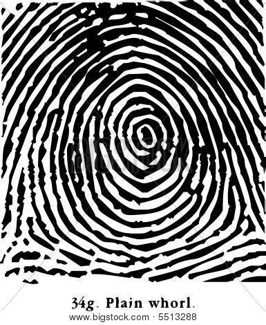 Fingerprint Plain Vector & Photo (Free Trial) | Bigstock