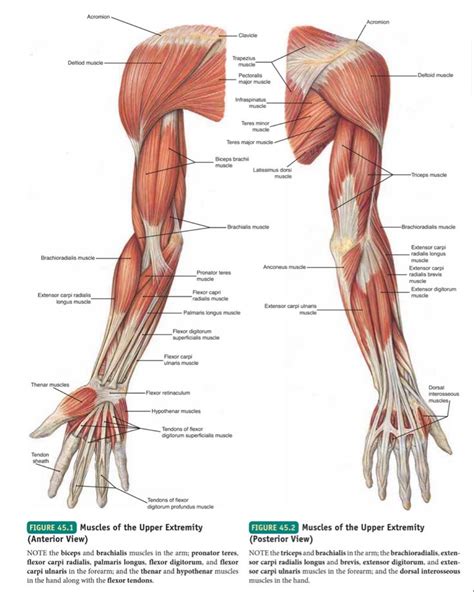 Anterior Arm Muscle Anatomy