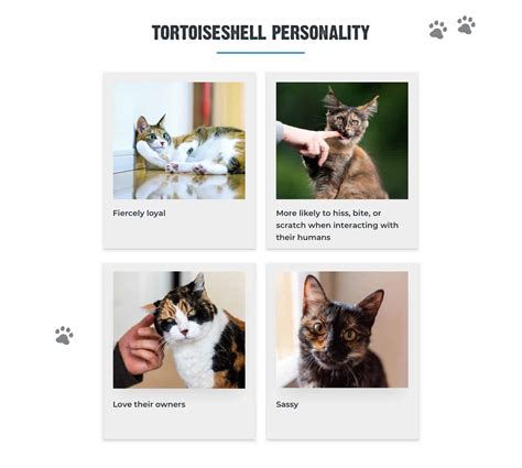 8+ Facts About Tortoiseshell Cats [Personality, History, Health & More]