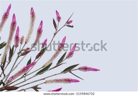 2,602 Cockscomb Flower Isolated Stock Photos, Images & Photography ...