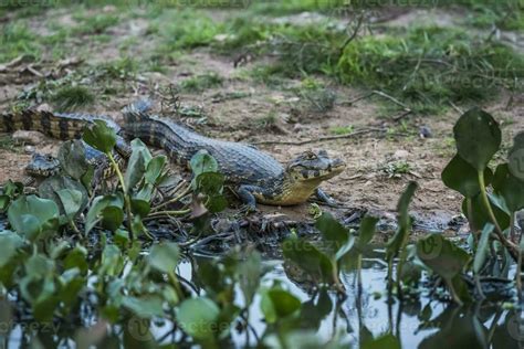 Broad snouted caiman,Caiman latirostris baby, Pantanal, Mato Grosso ...