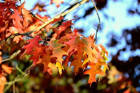 fall foliage, oak, oak leaves, leaves, autumn, autumn colours, fall color, fall leaves, october ...