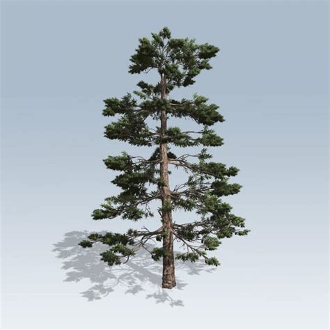 Huangshan Pine (v7) – SpeedTree