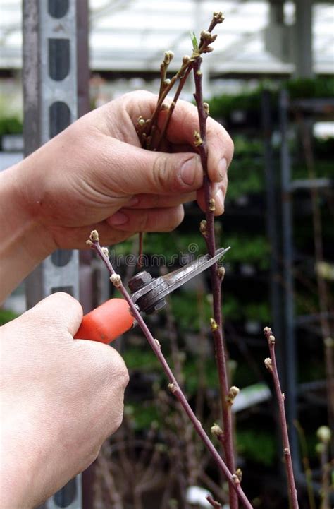 Peach tree pruning stock photo. Image of peach, topping - 14447382