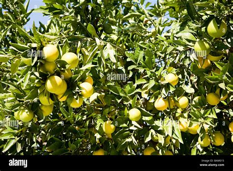 Grapefruit tree Stock Photo - Alamy