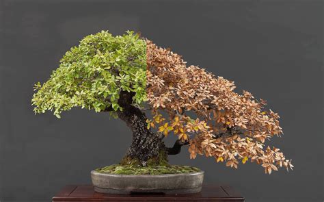 Choosing a Bonsai pot for your tree - Bonsai Empire