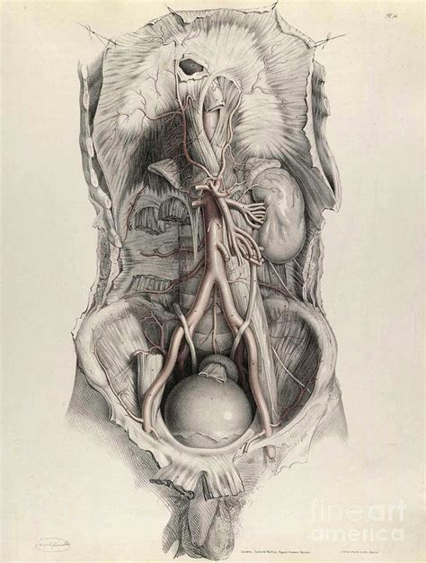 Historical Anatomical Illustration #58 Photograph by Science Source ...