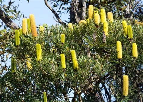 PlantFiles Pictures: Coast Banksia, Slender Banksia, Candle Banksia (Banksia attenuata) by growin