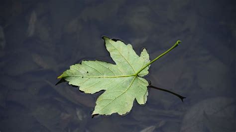 Types of plant leaf bones, these are the characteristics and explanations! - Newsy Today