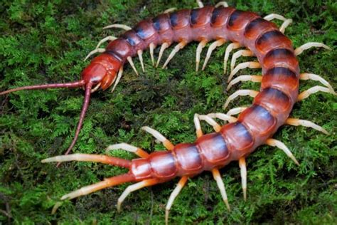 11 Crazy Giant Centipede Facts (Scolopendra) - Fact Animal