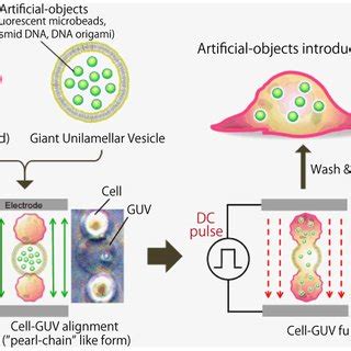 Schematic diagram of the cell-GUV electrofusion process. Cells and GUVs... | Download Scientific ...