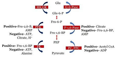 Reciprocal Regulation of Glycolysis and Gluconeogensis Prevent Futile Cycle