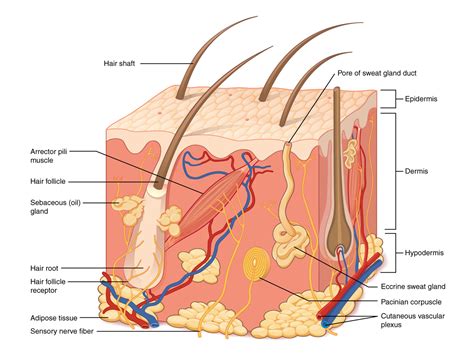 POSTECH UNIVERSITY DEVELOPS 3D BIOPRINTING TECHNIQUE THAT GROWS HUMAN SKIN IN JUST 2 WEEKS ...